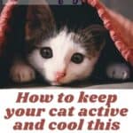 How to keep your cat active and cool this summer: many ideas