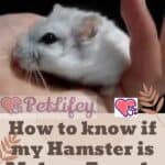 How to know if my Hamster is Male or Female