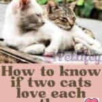 How to know if two cats love each other: 5 unmistakable signs!