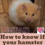 How-to-know-if-your-hamster-is-Pregnant-1a