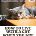 How to live with a Cat when you are in quarantine