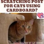 How to make a scratching post for cats using cardboard?
