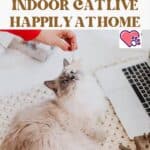 How to make the indoor cat live happily at home