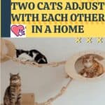 How to make two cats adjust with each other in a home