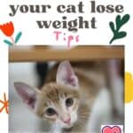 How to make your cat lose weight: tips