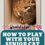 How-to-play-with-your-senior-cat-ideas-and-tips-1a