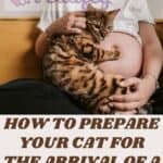 How to prepare your cat for the arrival of a baby?