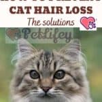 How to prevent cat hair loss: the solutions