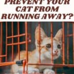 How to prevent your cat from running away?