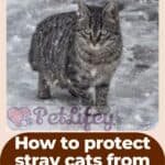 How-to-protect-stray-cats-from-the-cold-1a