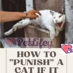 How-to-punish-a-cat-if-it-misbehaves-1a