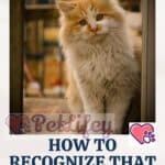 How-to-recognize-that-the-cat-is-in-heat-1a