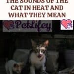 How-to-recognize-the-sounds-of-the-cat-in-heat-and-what-they-mean-1a