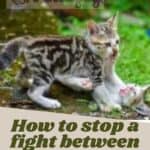 How to stop a fight between two cats: 3 tips