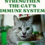 How to strengthen the cat's immune system