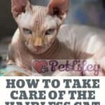 How to take care of the hairless cat: all you need to know