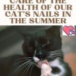 How to take care of the health of our cat's nails in the summer