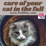 How to take care of your cat in the fall