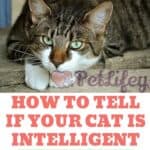 How to tell if your cat is intelligent: 5 signs that never fail!