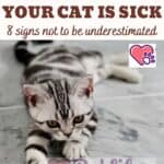 How to tell if your cat is sick: 8 signs not to be underestimated