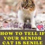 How to tell if your senior cat is senile: 9 unmistakable signs