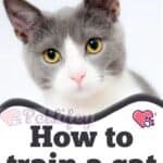 How-to-train-a-cat-1a