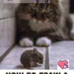 How-to-train-a-cat-to-catch-mice-1a