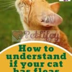 How-to-understand-if-your-cat-has-fleas-tips-to-identify-and-eliminate-them-1a
