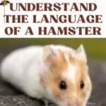 How-to-understand-the-language-of-a-Hamster-1a