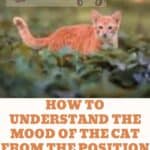 How to understand the mood of the cat from the position of the tail.