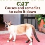 Hyperactive cat: causes and remedies to calm it down