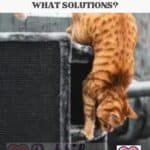 Hyperactive cat: what solutions?