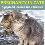 Hysterical pregnancy in cats: symptoms, causes and remedies
