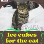 Ice cubes for the cat: a way to cool it from the heat in summer