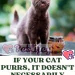 If your cat purrs, it doesn't necessarily mean he's happy!
