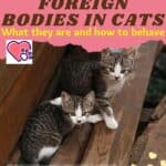 Injuries-from-foreign-bodies-in-cats-what-they-are-and-how-to-behave-1a