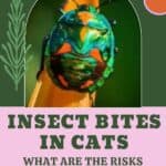 Insect bites in cats: what are the risks