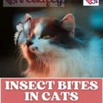 Insect-bites-in-cats-what-are-the-risks-and-what-to-do-1a