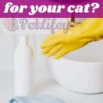 Is bleach bad for your cat?