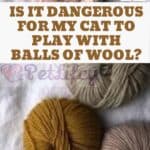Is it dangerous for my cat to play with balls of wool?