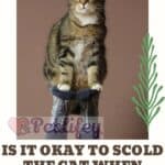 Is it okay to scold the cat when training it?