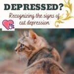Is the cat depressed? Recognizing the signs of cat depression