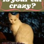 Is your cat crazy?