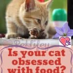 Is your cat obsessed with food? Here's what to do!