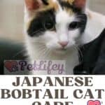 Japanese Bobtail Cat care: from grooming to bathing