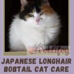 Japanese Longhair Bobtail Cat care: hygiene, brushing, cleaning