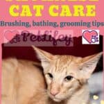 Javanese-Cat-care-brushing-bathing-grooming-tips-1a