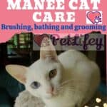 Khao Manee Cat care: brushing, bathing and grooming