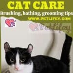 Kinkalow Cat Care : brushing, bathing, grooming tips