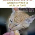Kitten-food-when-to-switch-to-adult-cat-food-1a